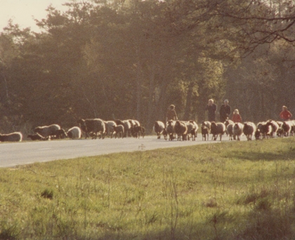 FÅRÖDOKument 1979