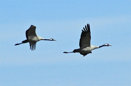 cranes